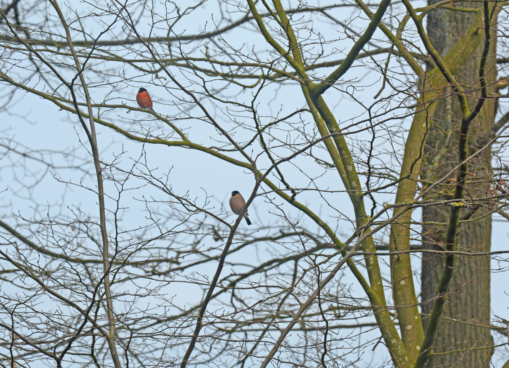 Gimpelpärchen