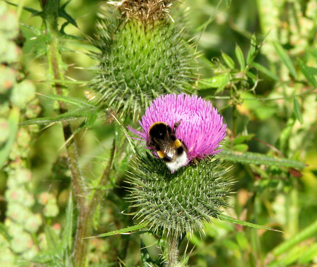 Erdhummel (Bombus terrestris) 12.07.2014