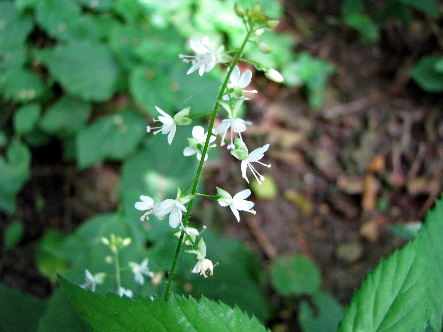 Hexenkraut Gewöhnliches oder Großes (Circaea lutetiana)  22. Juli 2014