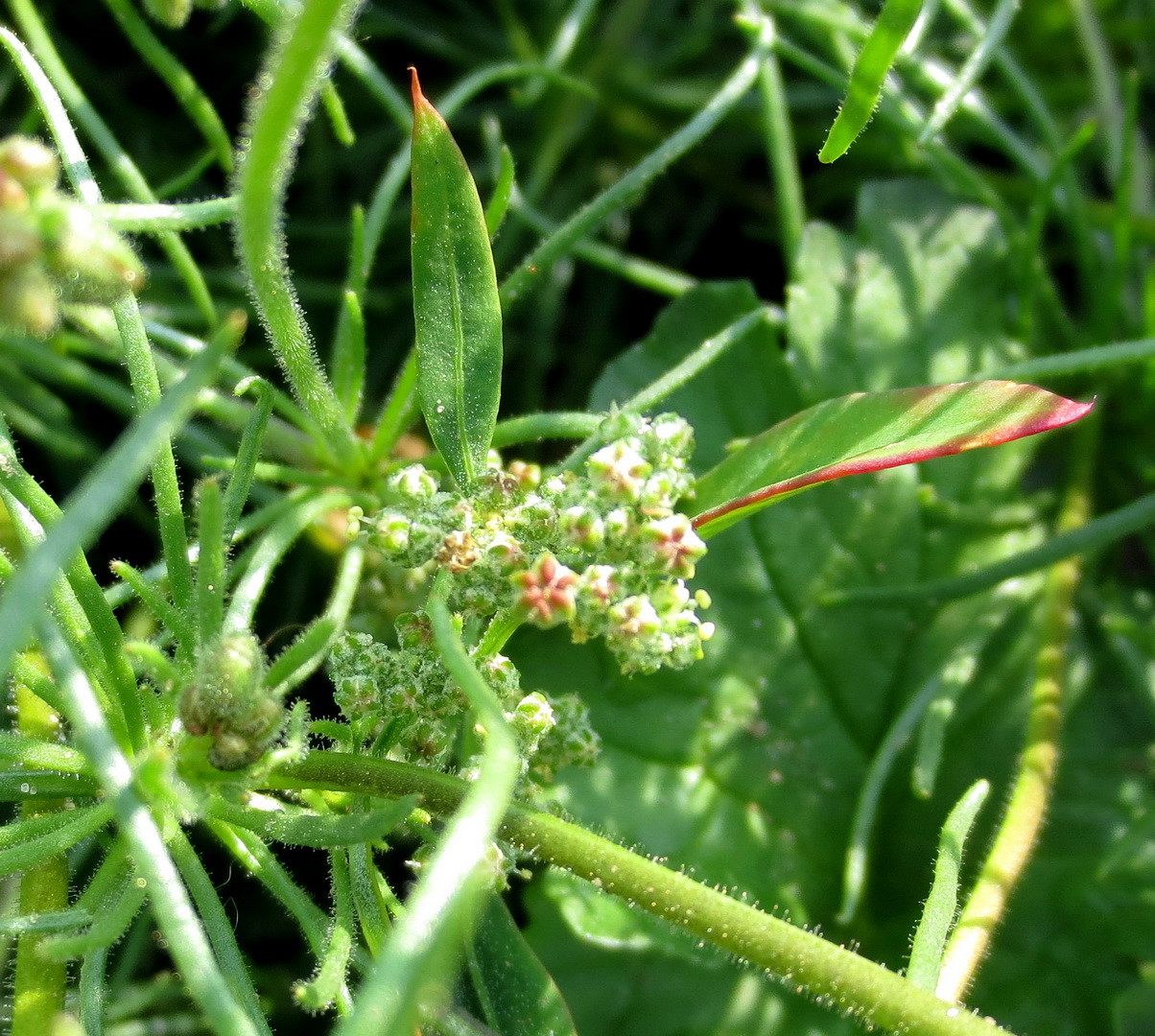 Acker-Spark (Spergula arvensis) 11. Juni 2014