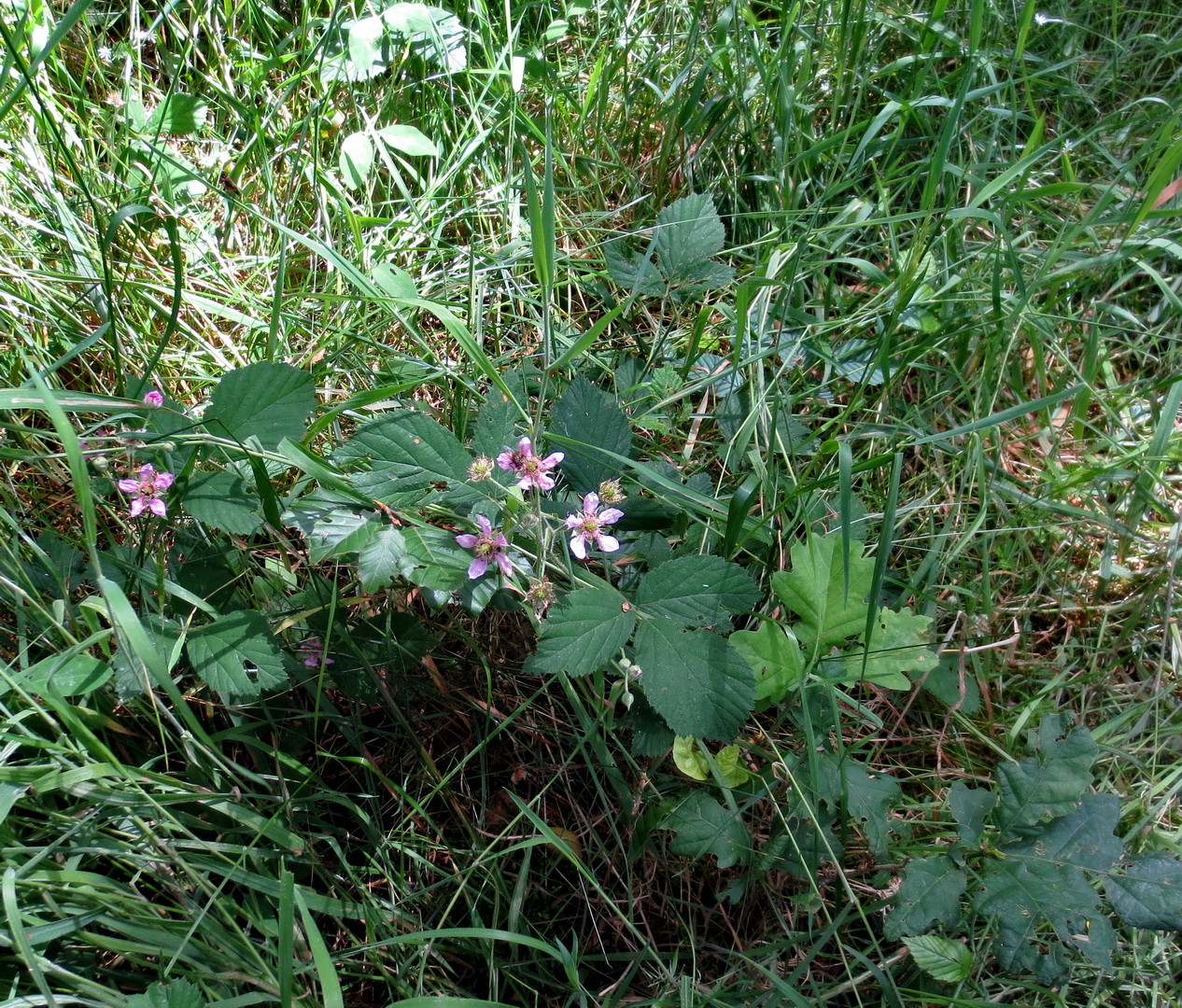 Brombeeren (Rubus sectio Rubus)  23. Juni 2014