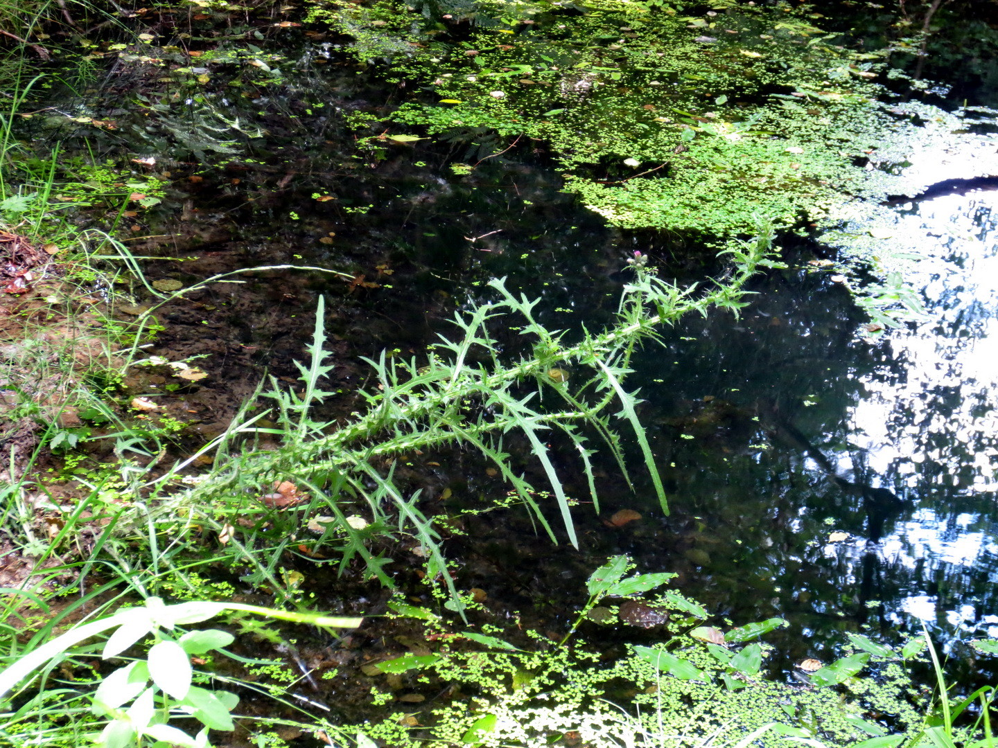 Sumpf-Kratzdistel (Cirsium palustre)  23. Juni 2014