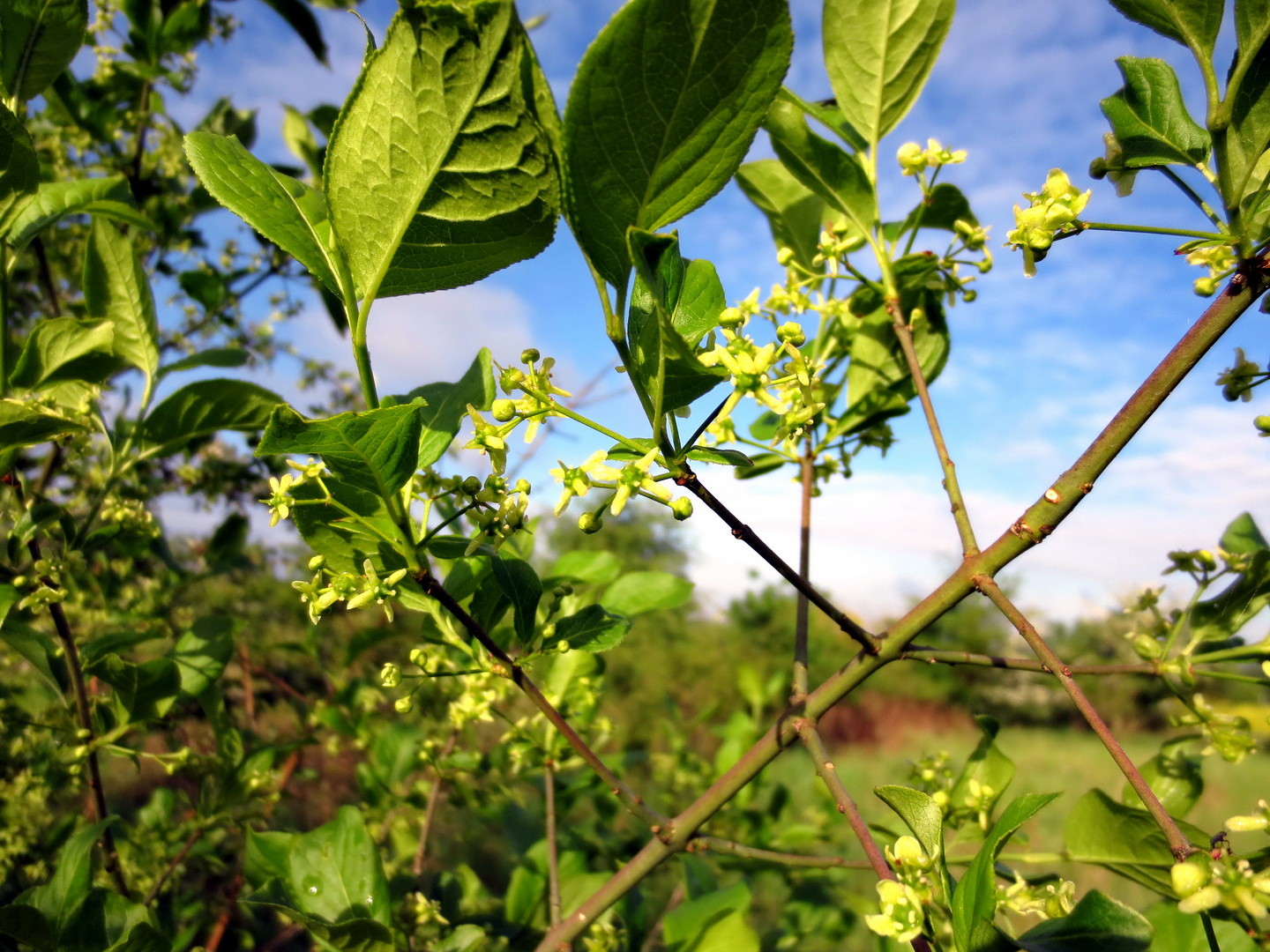 Europäisches Pfaffenhütchen (Euonymus europaeus) 10. Mai 2014