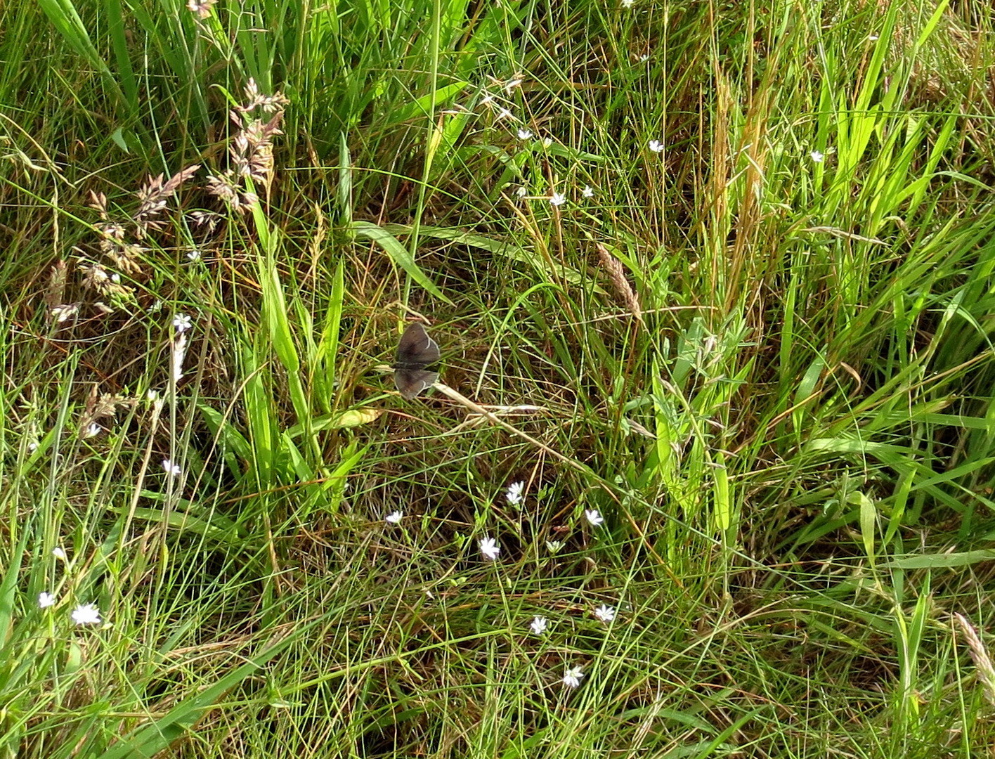 Brauner Waldvogel (Aphantopus hyperantus) 11. Juni 2014