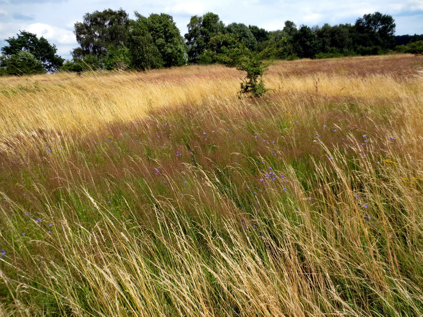 Rundblättrige Glockenblume (Campanula rotundifolia)