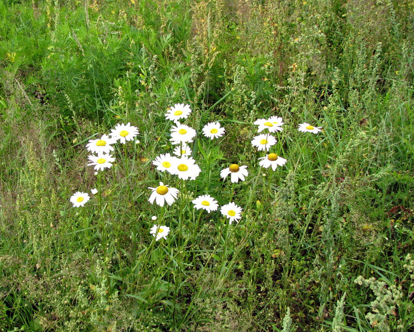 Wiesen-Margerite (Leucanthemum vulgare) 12.07.2014