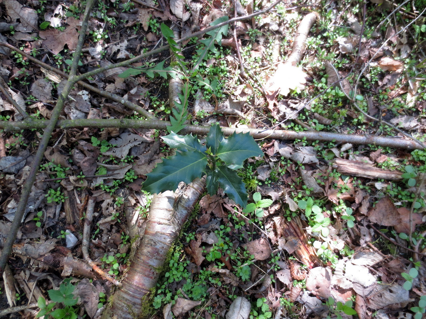 Gemeine Stechpalme, (Ilex aquifolium) BArtSchV:  besonders geschützt  16.04.2014