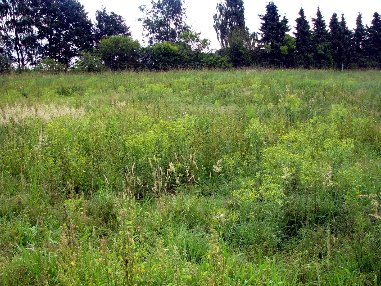 Wald-Greiskraut (Senecio sylvaticus) 12.07.2014