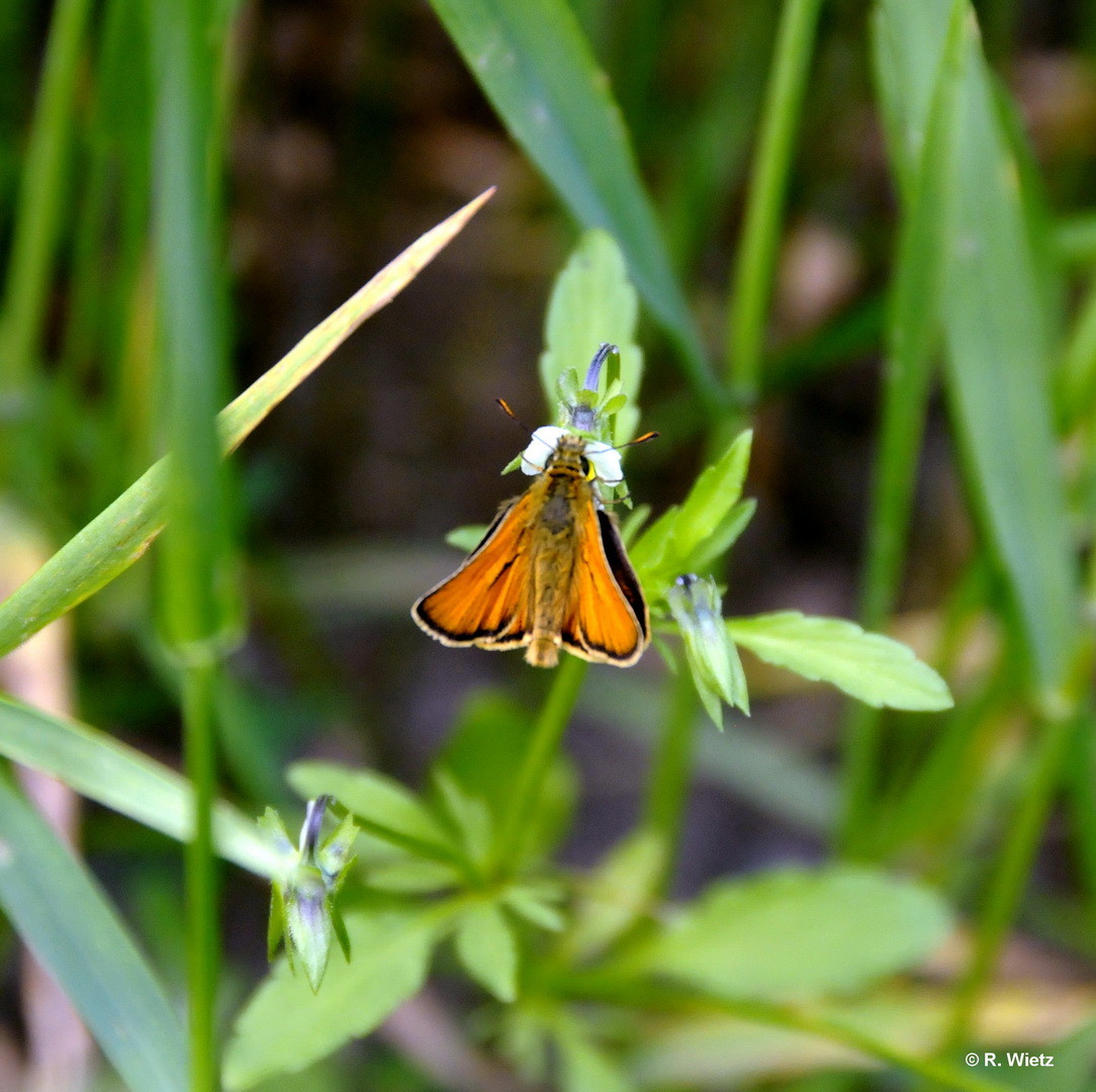 Schwarzkolbiger Braun-Dickkopffalter(Thymelicus lineola) 15. Juni 2014