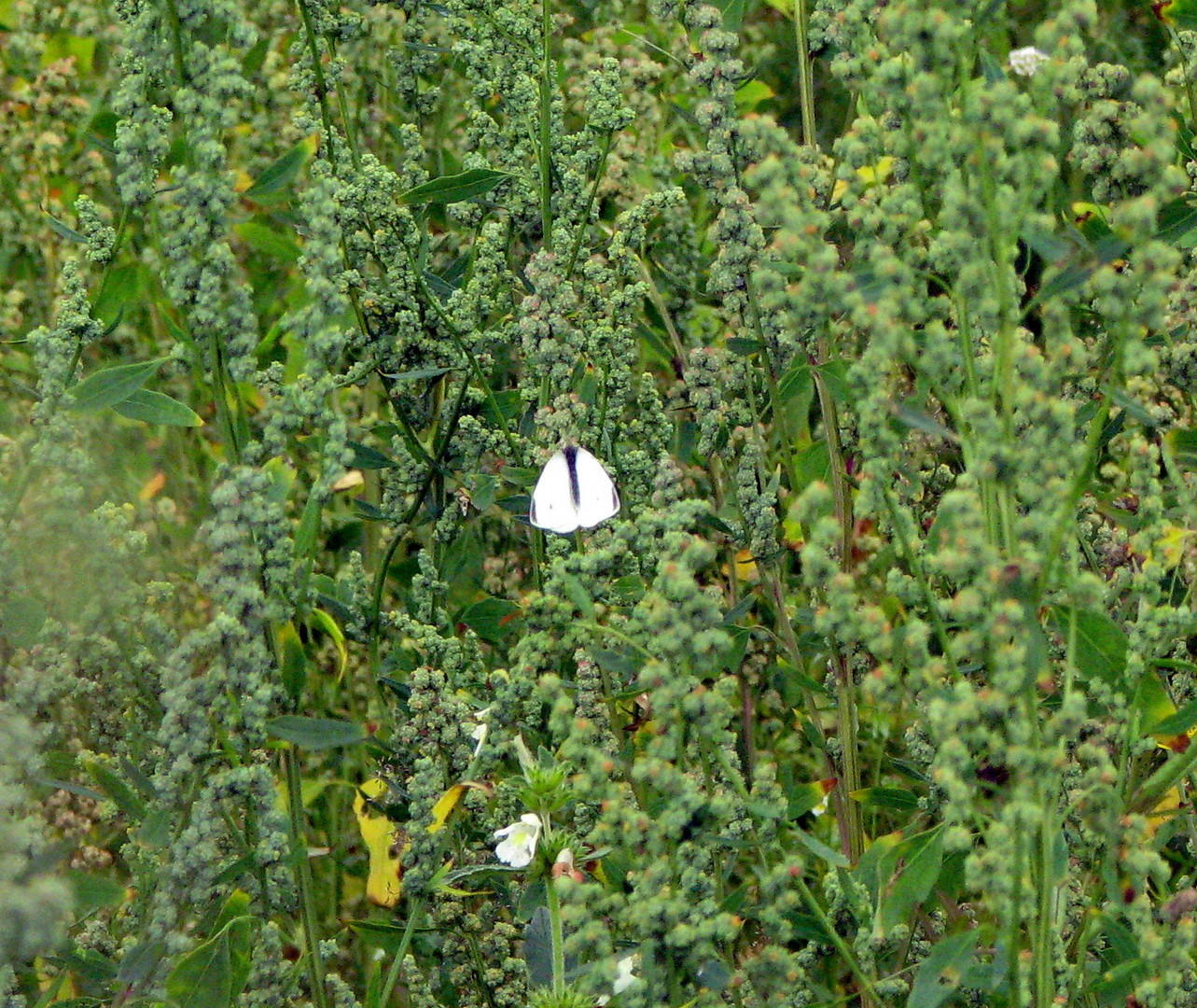 Weißling (Pieridae) 12.07.2014