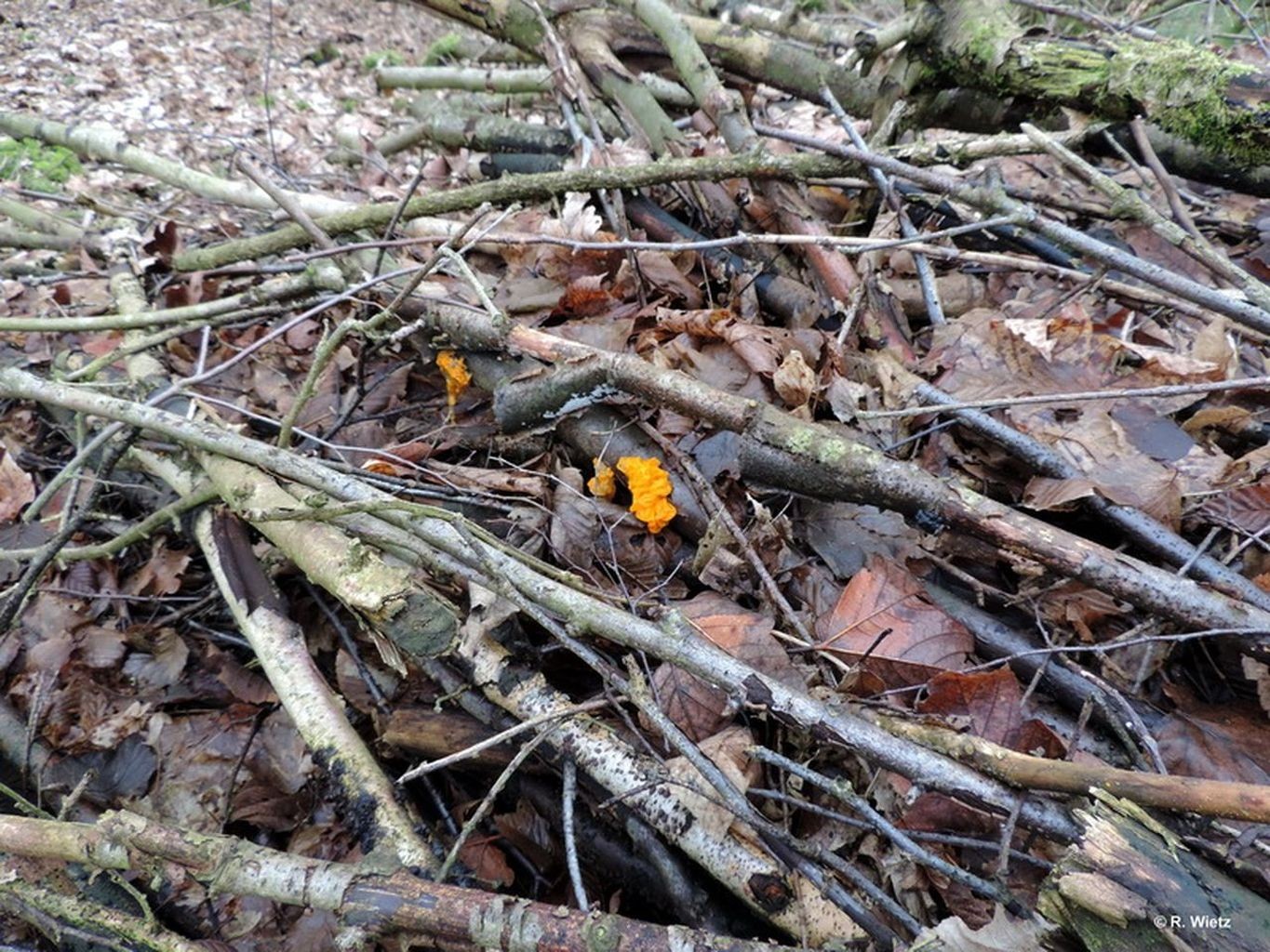 Goldgelbe Zitterling (Tremella mesenterica) 6. Februar 2014