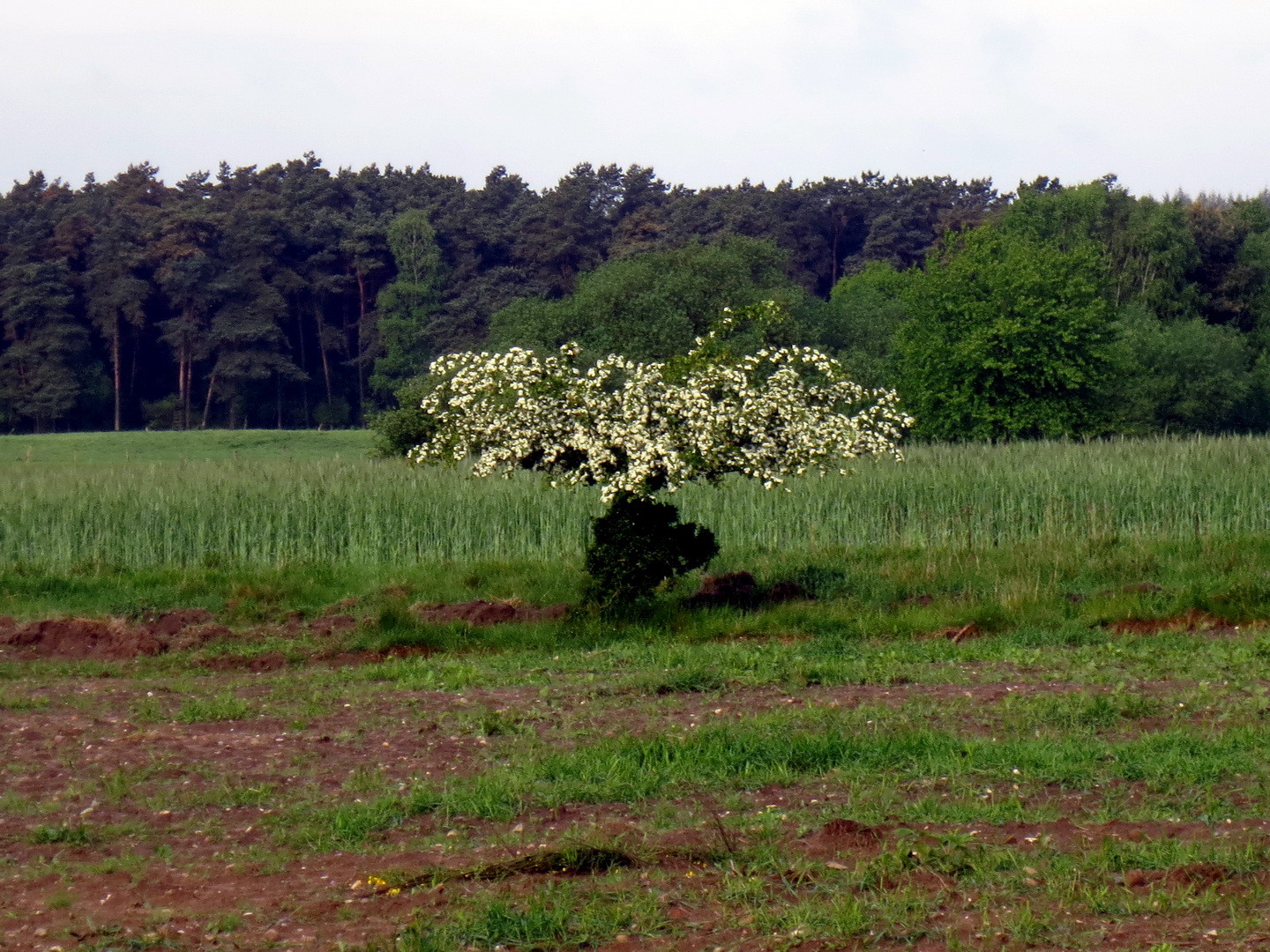Eingriffeliger Weißdorn (Crataegus monogyna) im unteren Teil jeden Winter vom Rotwild verbissen 10. Mai 2014