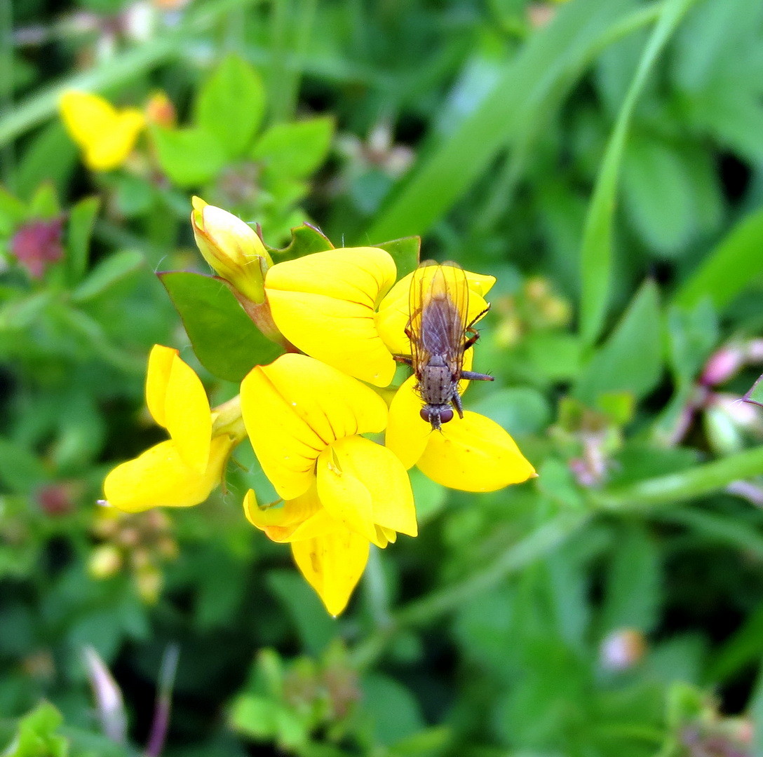 Gewöhnlicher Hornklee (Lotus corniculatus) 01.07.2014