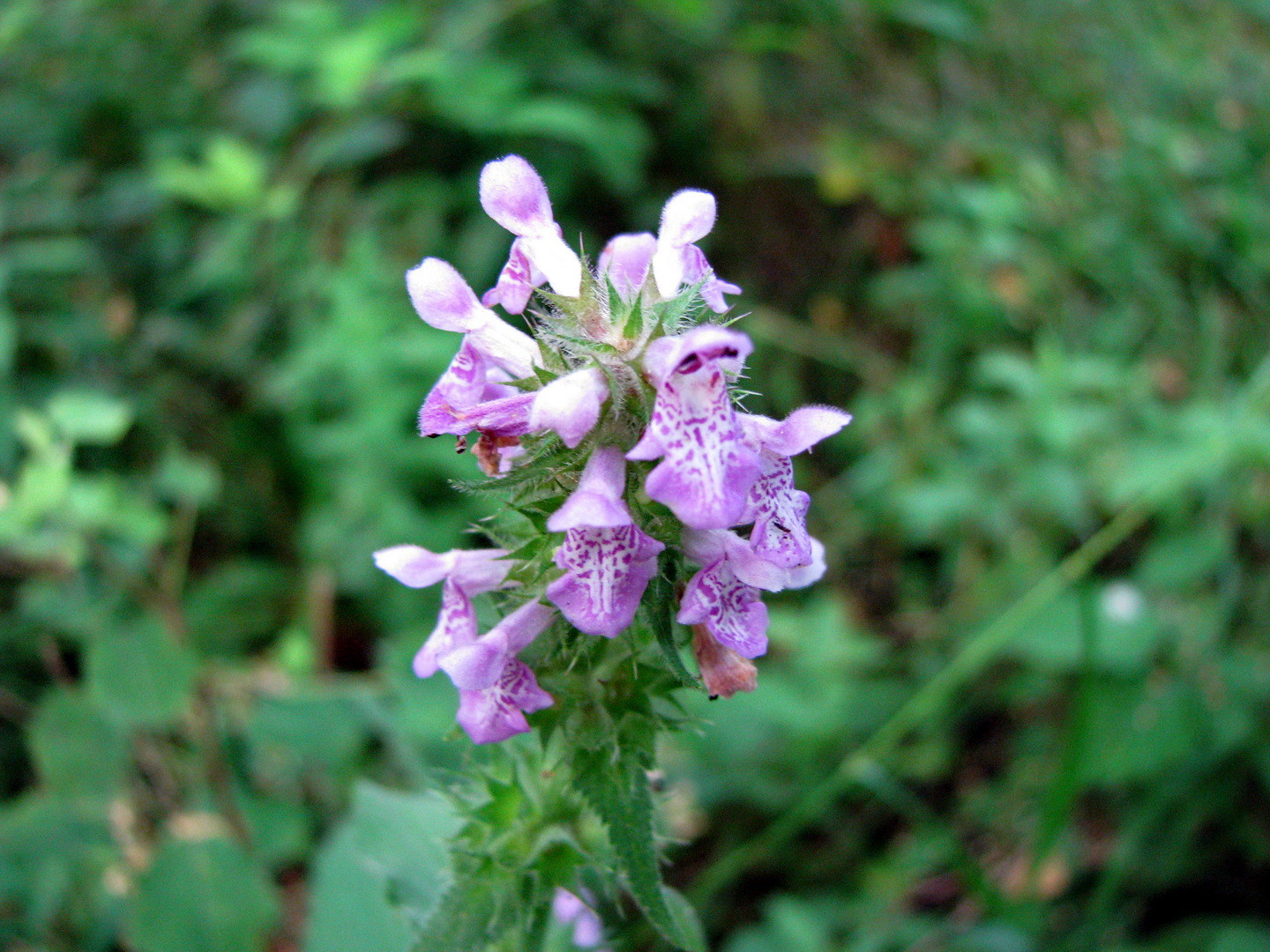 Sumpf-Ziest (Stachys palustris)  22. Juli 2014