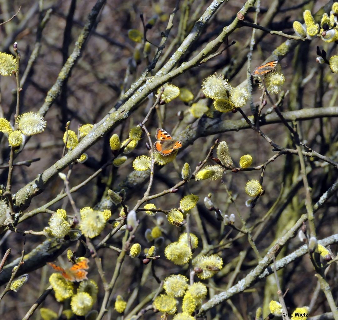 Kleiner Fuchs (Aglais urticae) 11. März 2014