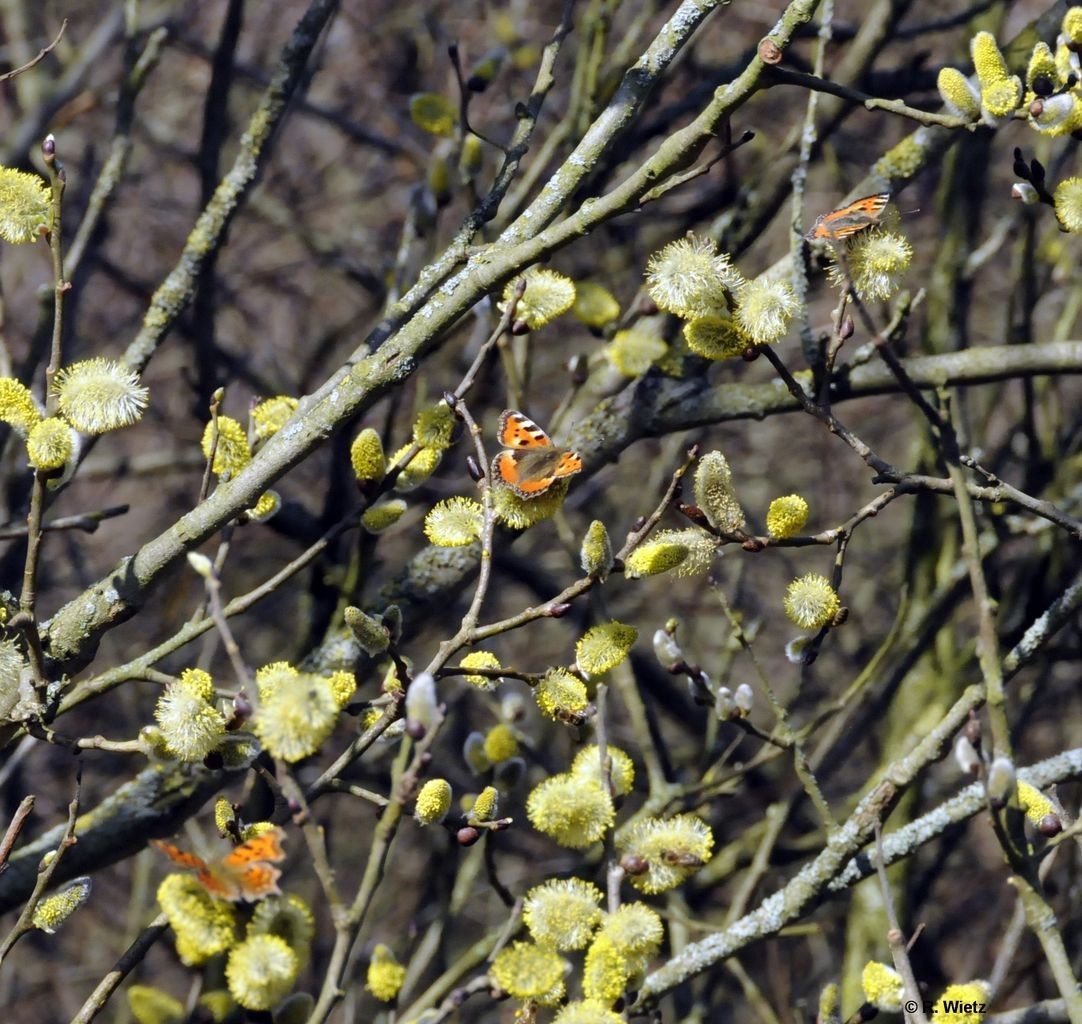 Kleiner Fuchs (Aglais urticae) 11. März 2014