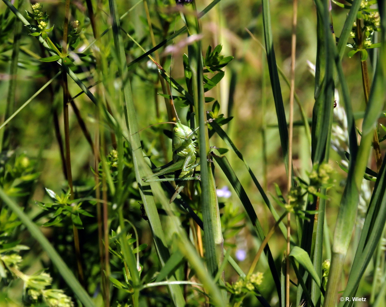 Grünes Heupferd (Tettigonia viridissima) 09.06.2014