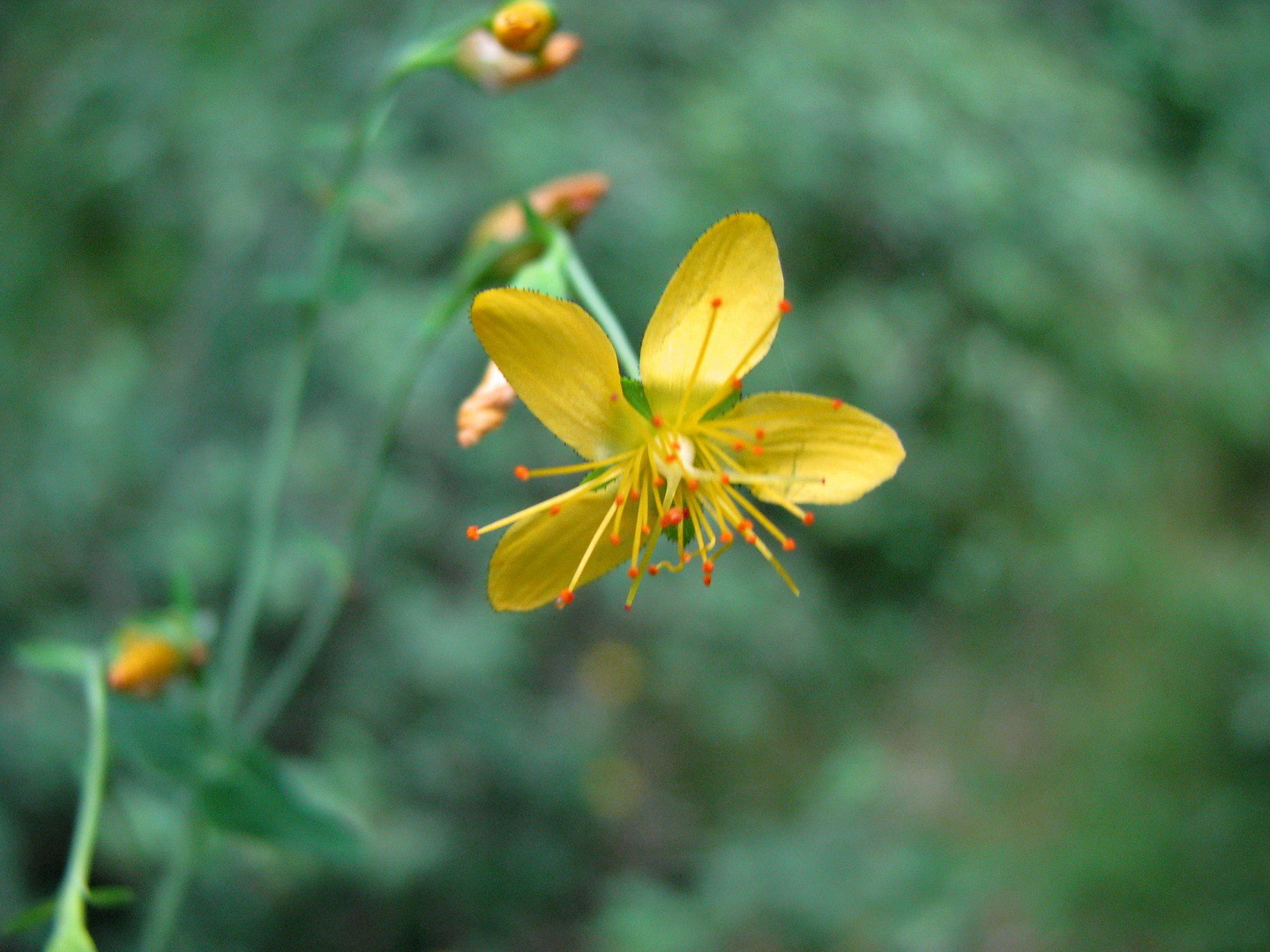 Schöne Johanniskraut (Hypericum pulchrum)  22. Juli 2014