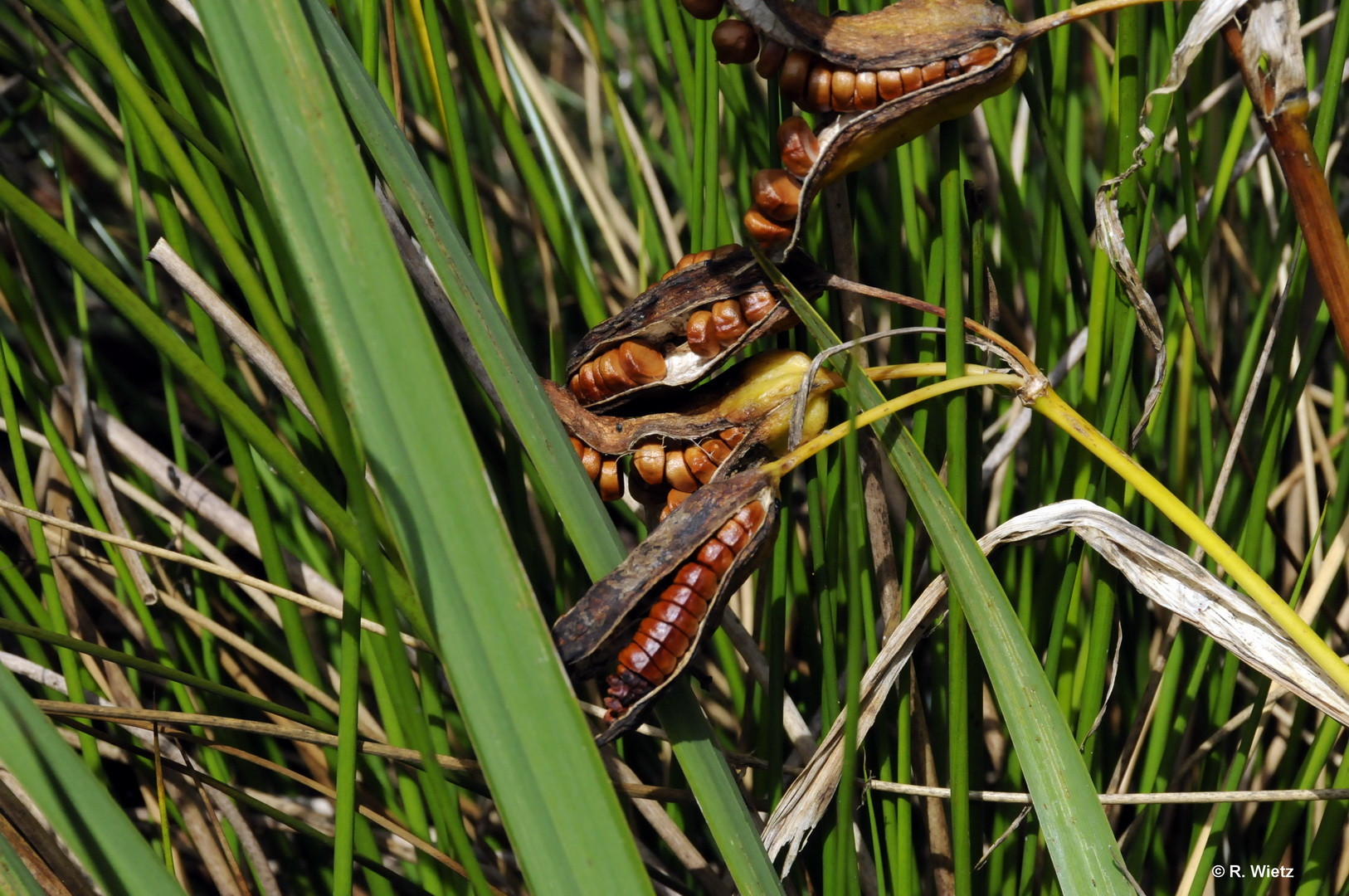 Samenstand der Wasser-Schwertlilie (Iris pseudacorus L.) 25.09.2014