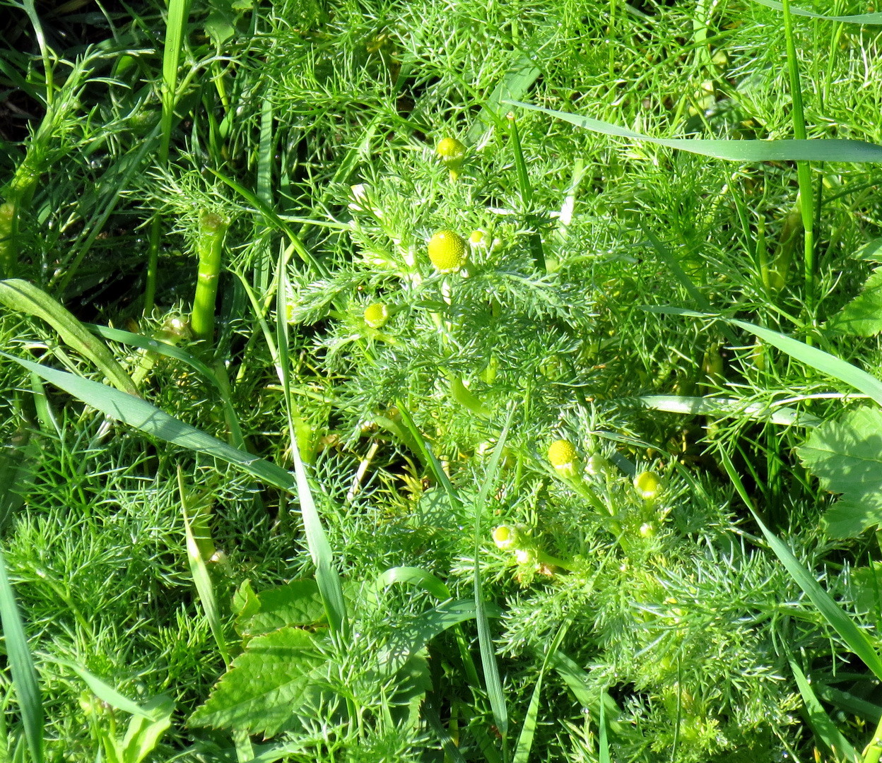 Strahlenlose Kamille (Matricaria discoidea) 10. Mai 2014
