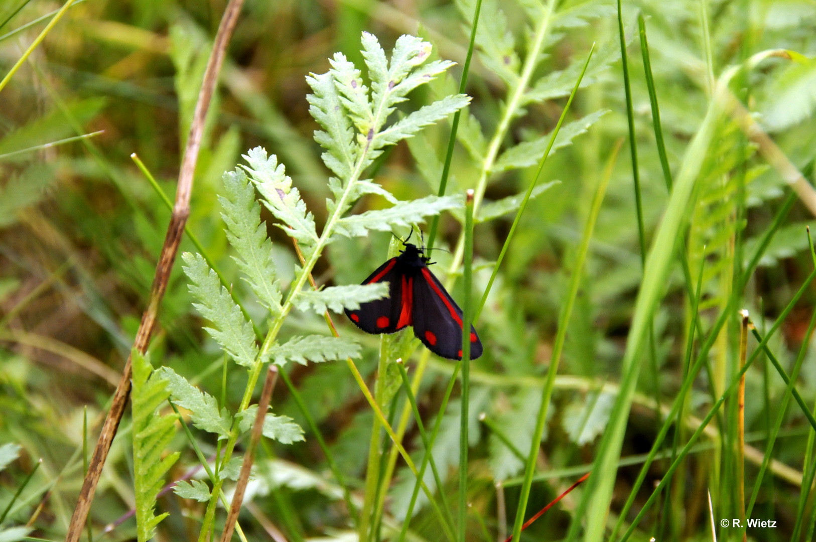 Jakobskrautbär (Tyria jacobaeae)29. Mai 2014 Roten Liste von Niedersachsen Stufe 2 = stark gefährdet