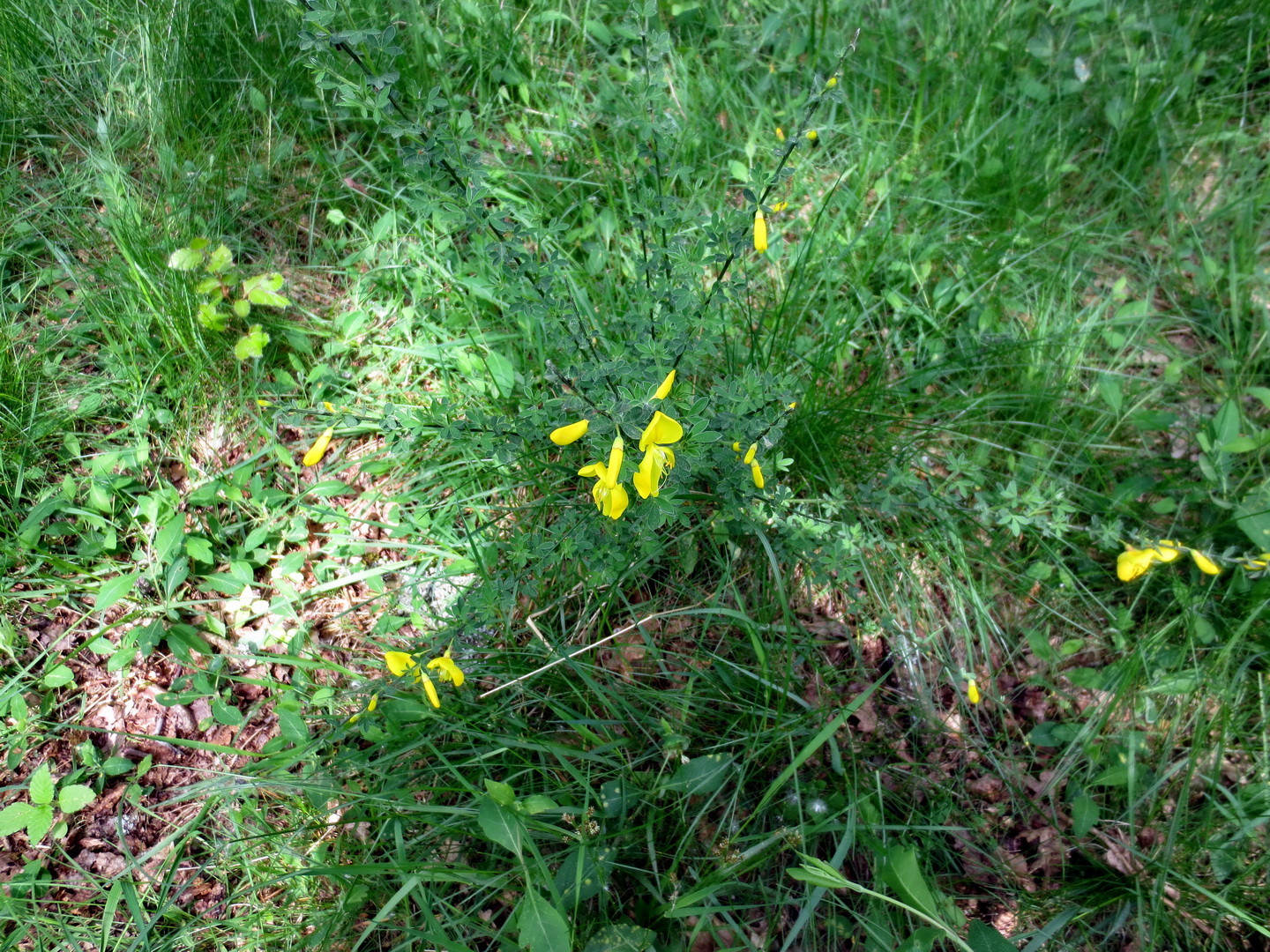 Besenginster (Sarothamnus scoparius) 01.Mai 2014