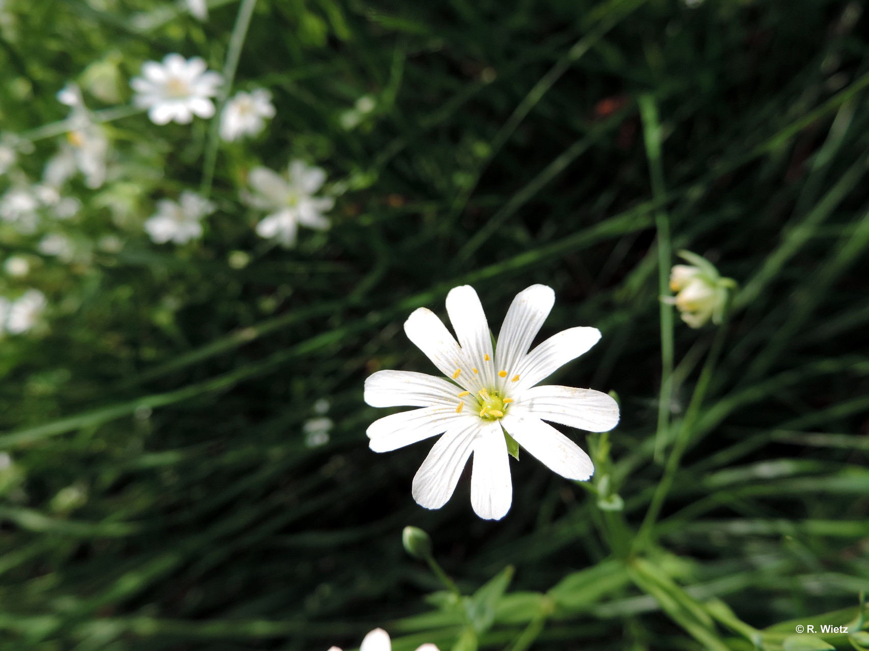 Echte oder große Sternmiere (Stellaria holostea L.) 01.Mai 2014