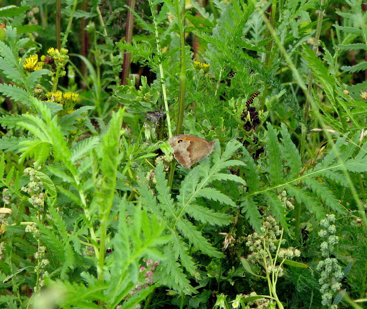 Großes Ochsenauge (Maniola jurtina) 12.07.2014