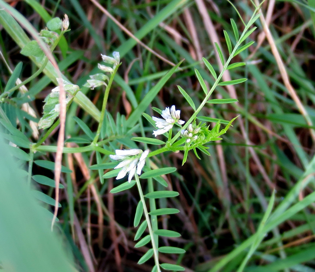 Rauhaarige Wicke (Vicia hirsuta) 11. Juni 2014