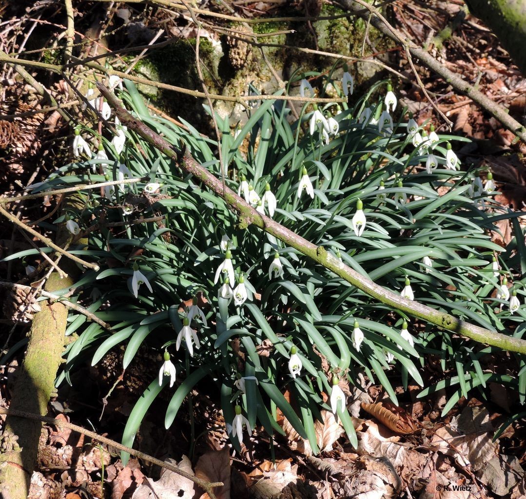  Schneeglöckchen (Galanthus) 11. März 2014