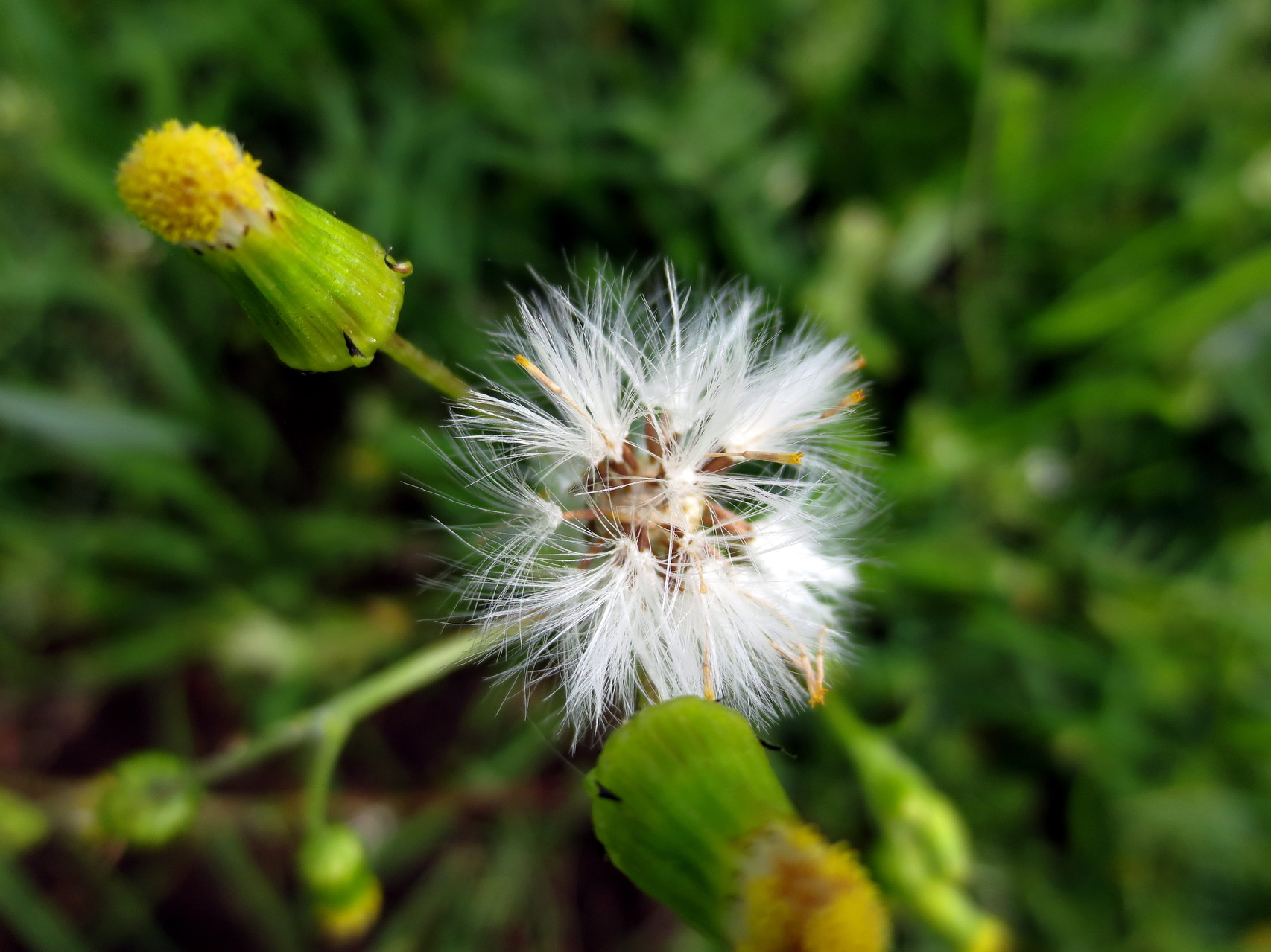 Gewöhnliches Greiskraut (Senecio vulgaris) 11. Juni 2014