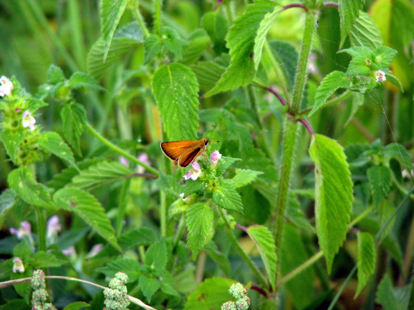 Dickkopffalter (Hesperiidae) 12.07.2014