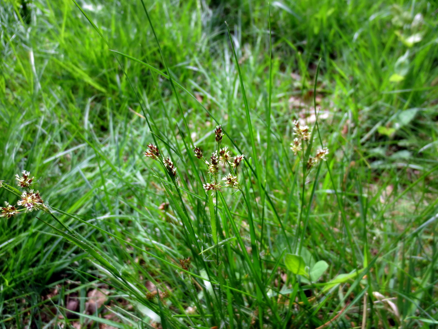 Feld-Hainsimse (Luzula campestris) 01.Mai 2014