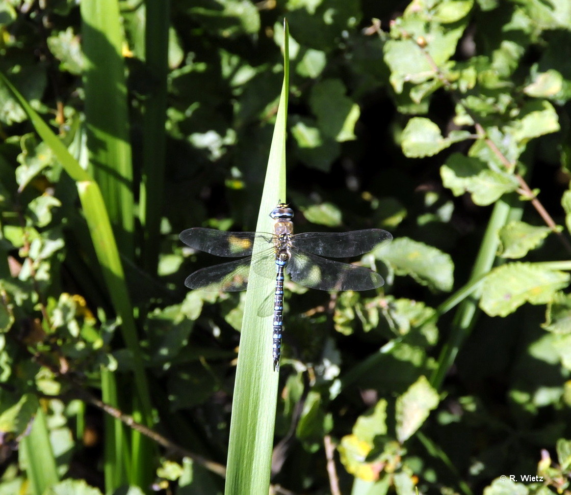 Herbst Mosaikjungfer(Aeshna mixta) 27.09.2014