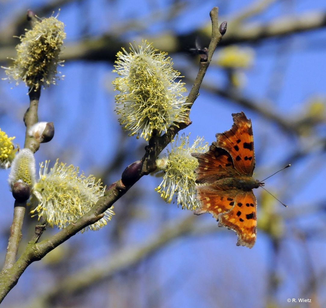 C-Falter (Polygonia c-album) 11. März 2014