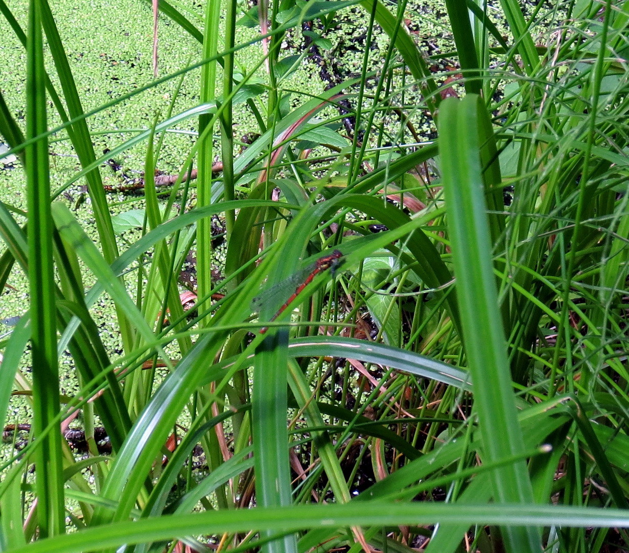 Frühen Adonislibelle (Pyrrhosoma nymphula)  23. Juni 2014