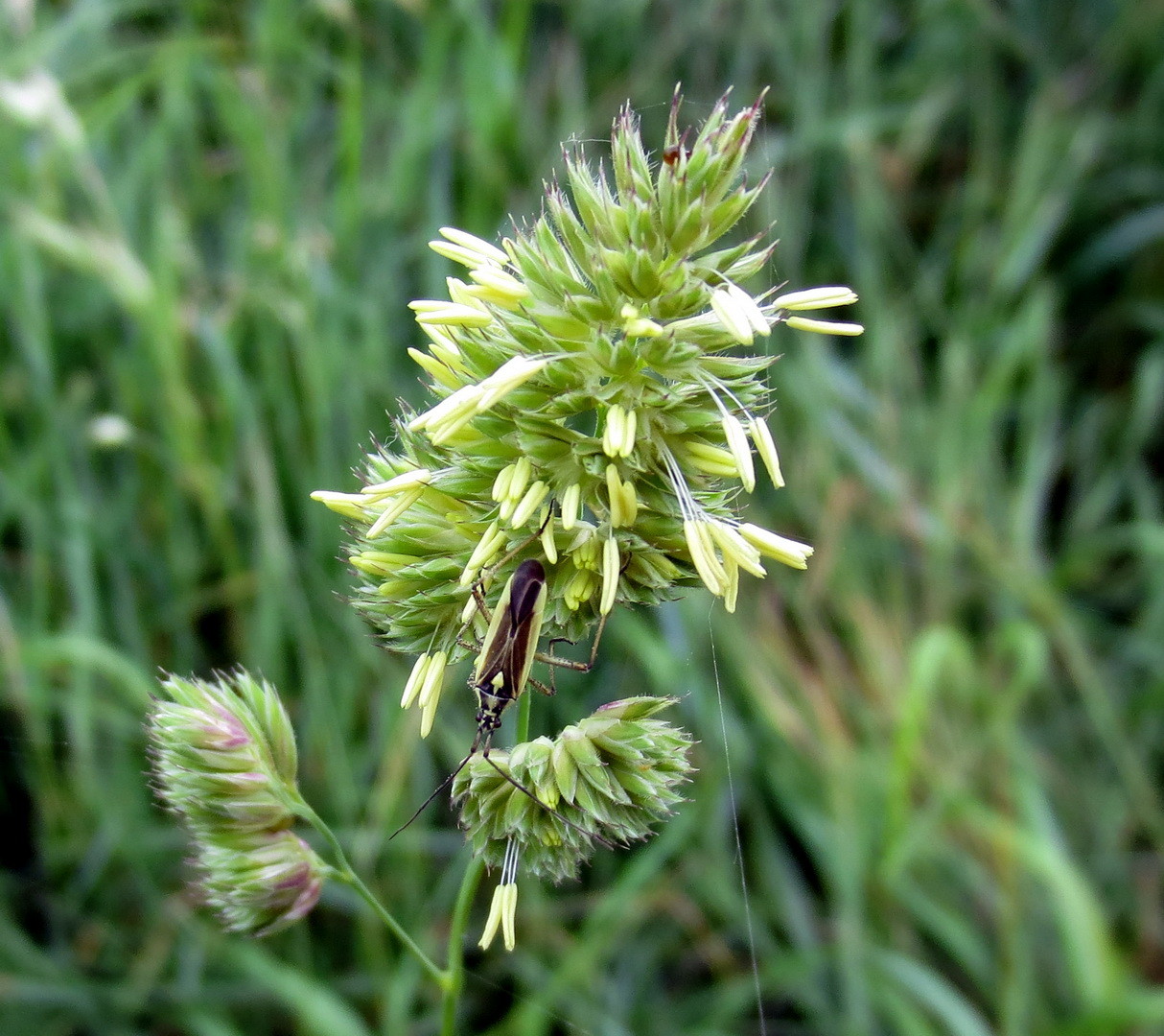 Zweifleck-Weichwanze (Stenotus binotatus) 11. Juni 2014