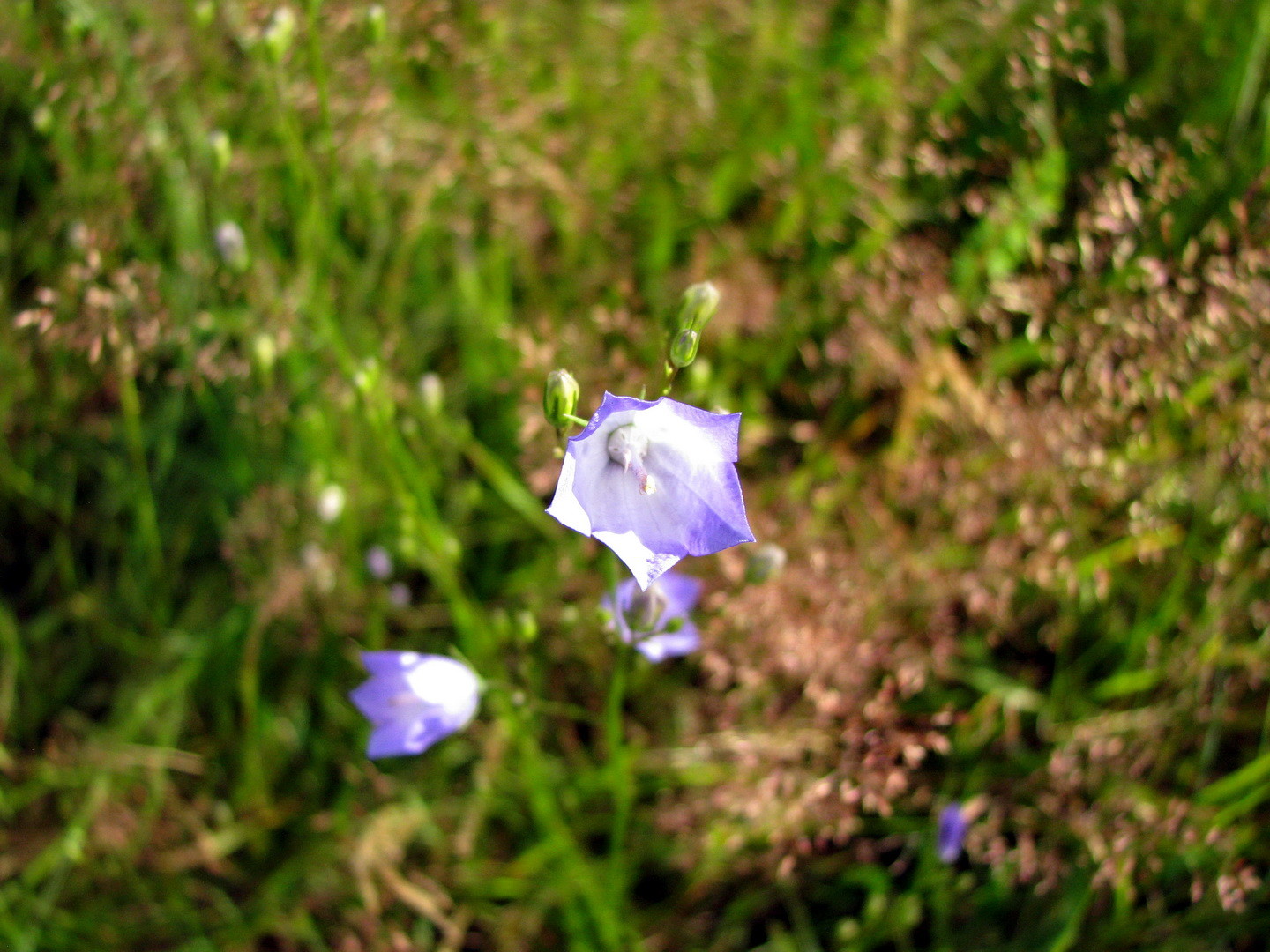 Rundblättrige Glockenblume (Campanula rotundifolia) 12.07.2014