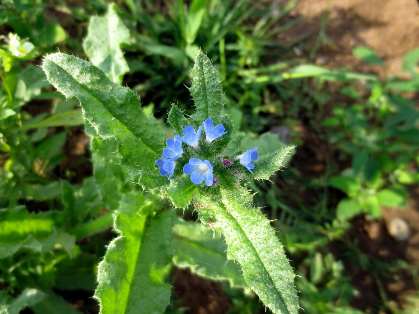 Acker-Krummhals oder Acker-Ochsenzunge (Anchusa arvensis) 11. Juni 2014