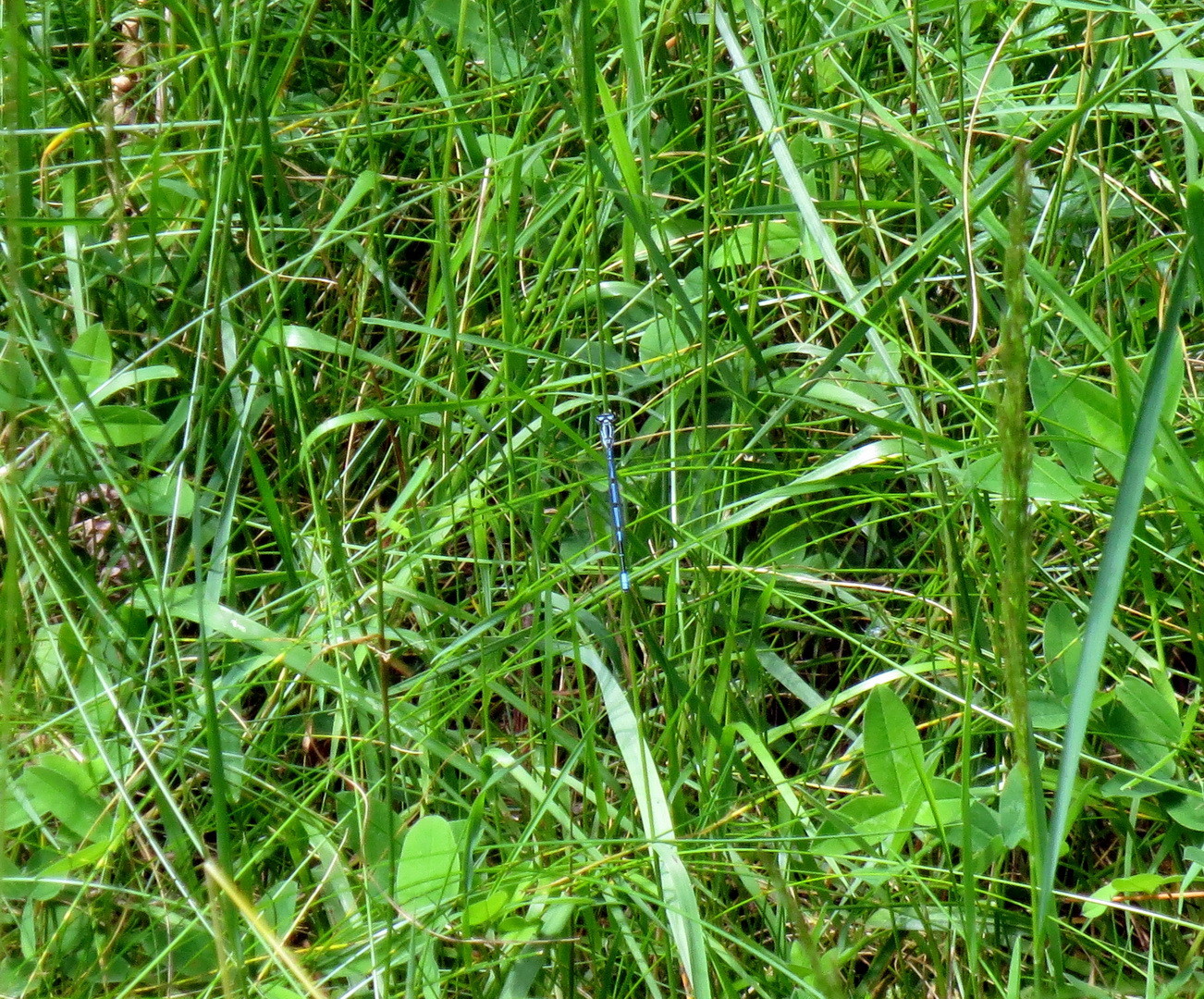 Hufeisen-Azurjungfer (Coenagrion puella)  23. Juni 2014