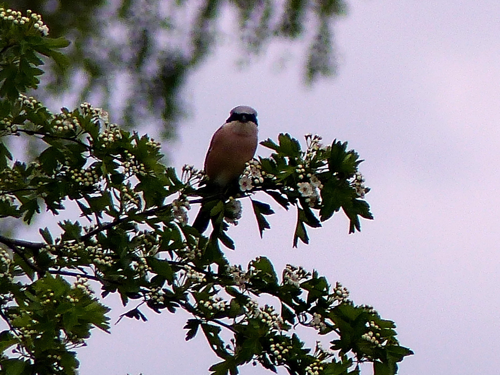 Neuntöter (Lanius collurio) oder Rotrückenwürger 15. Mai 2015