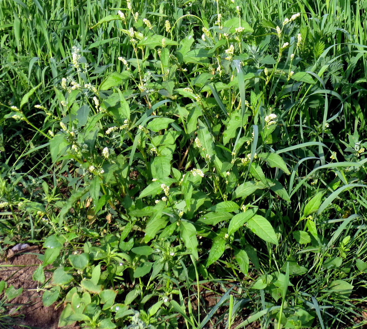 Ampfer-Knöterich (Polygonum lapathfolium) 11. Juni 2014