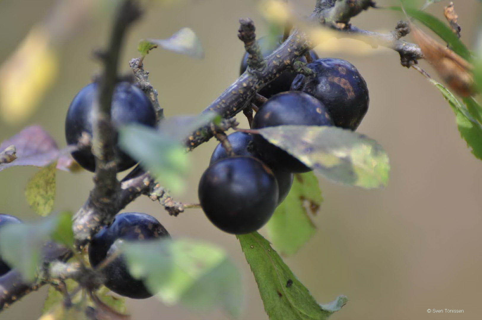 Schlehe (Prunus spinosa)