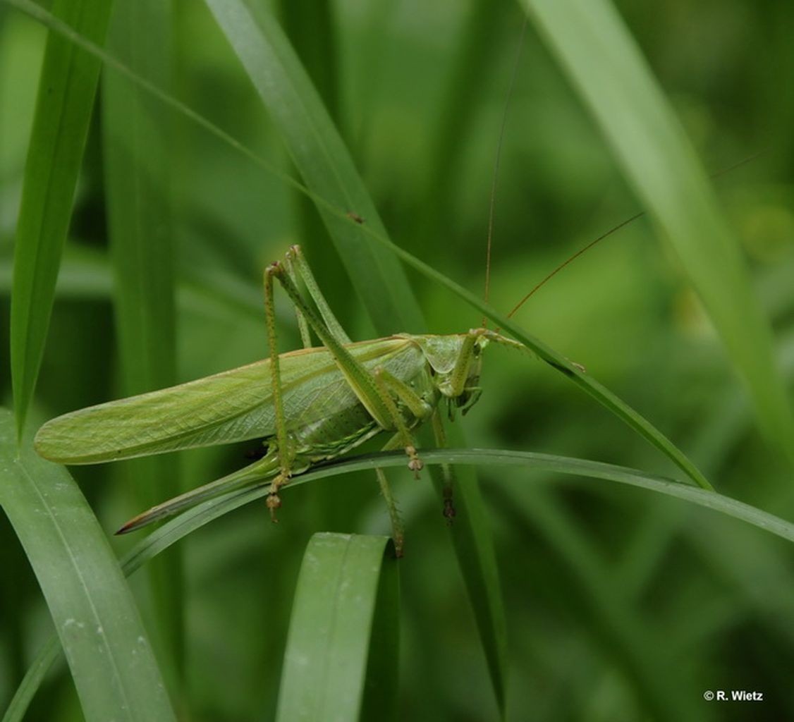 Grünes Heupferd (Tettigonia viridissima) 19. Juli 2013