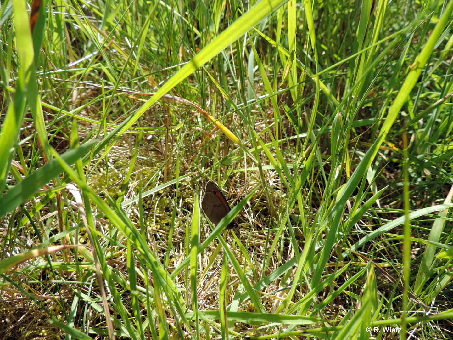 großes Ochsenauge (Maniola jurtina) 15. Juni 2014