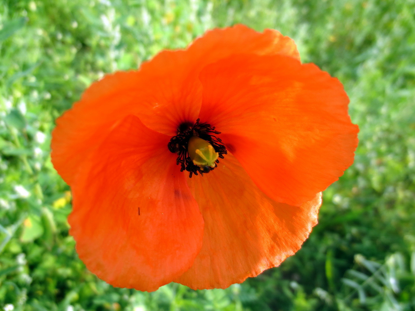 Saat-Mohn (Papaver dubium) 11. Juni 2014