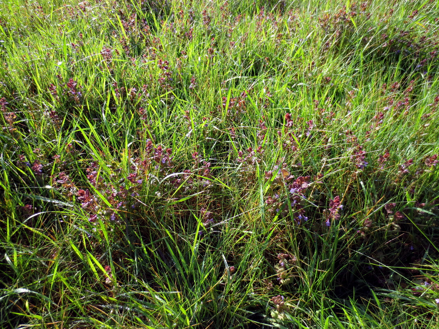 Gundermann (Glechoma hederacea) 10. Mai 2014