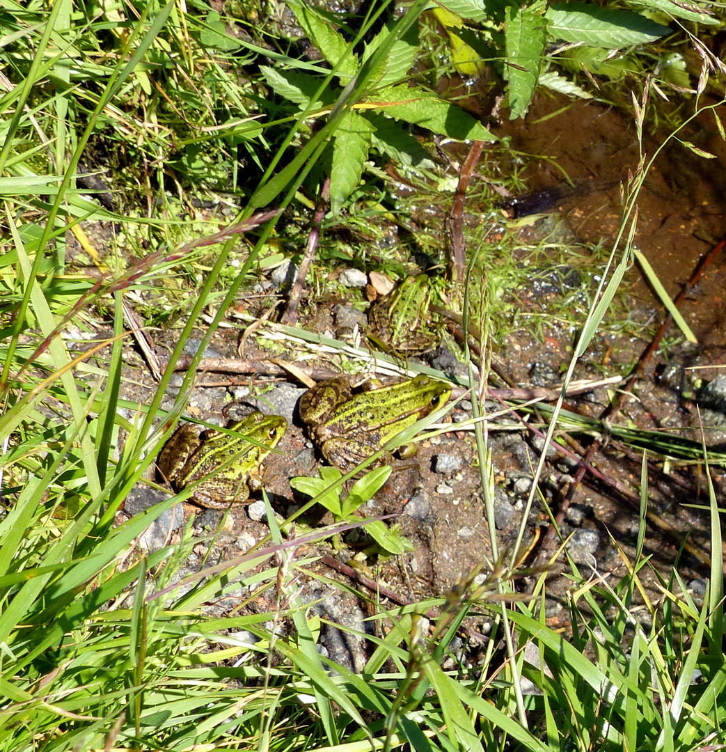 Teichfrosch (Pelophylax esculentus)