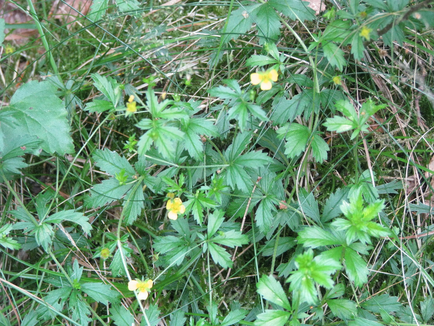 Blutwurz (Potentilla erecta)  22. Juli 2014