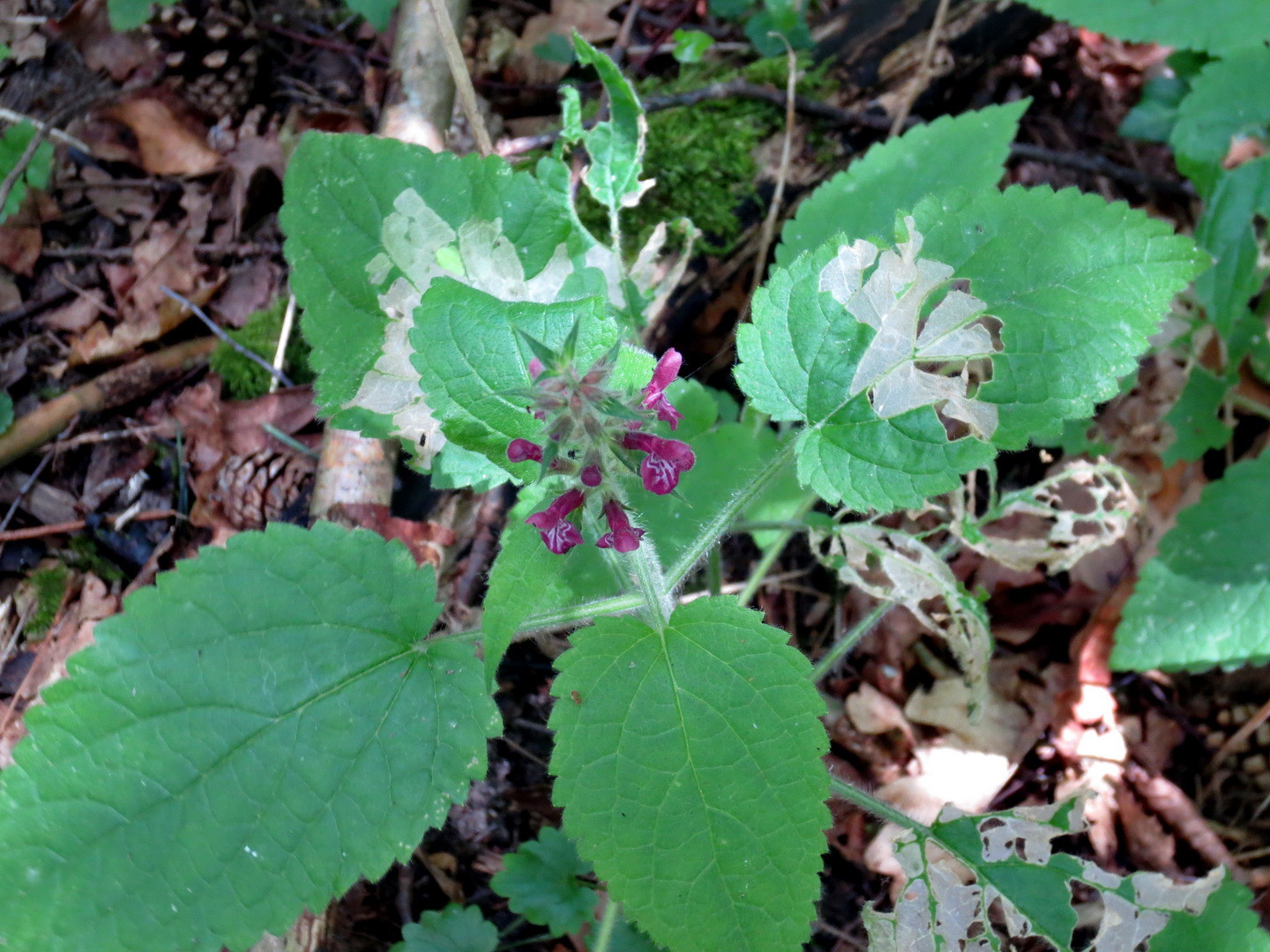 Wald-Ziest (Stachys sylvatica)  23. Juni 2014